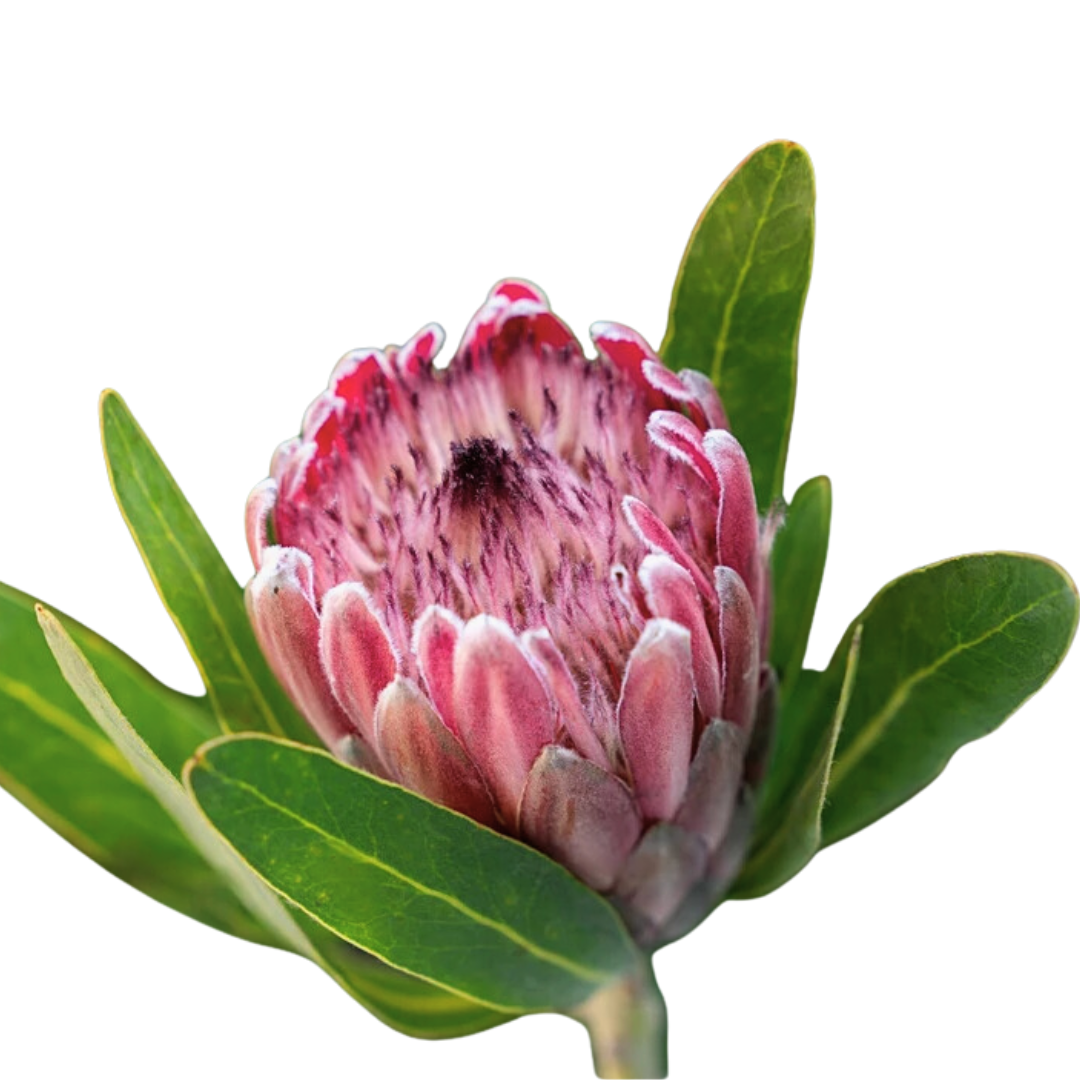 Pink Ice Protea