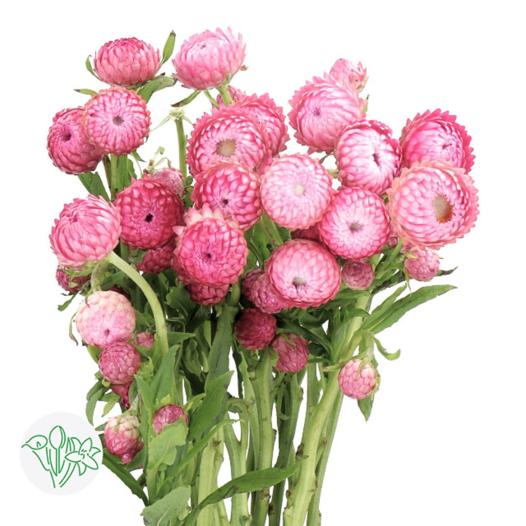 Strawflower