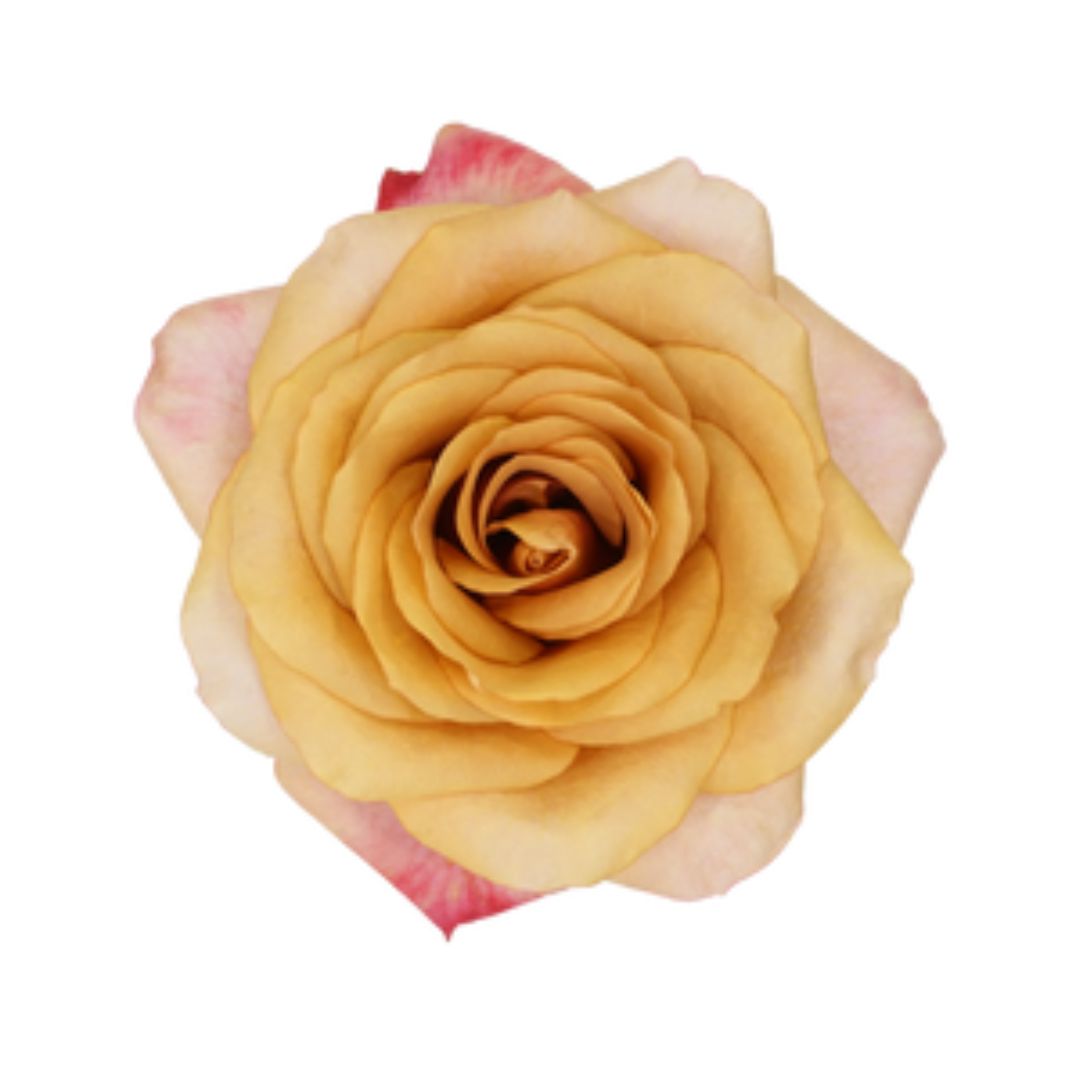 Garden Rose Symbol