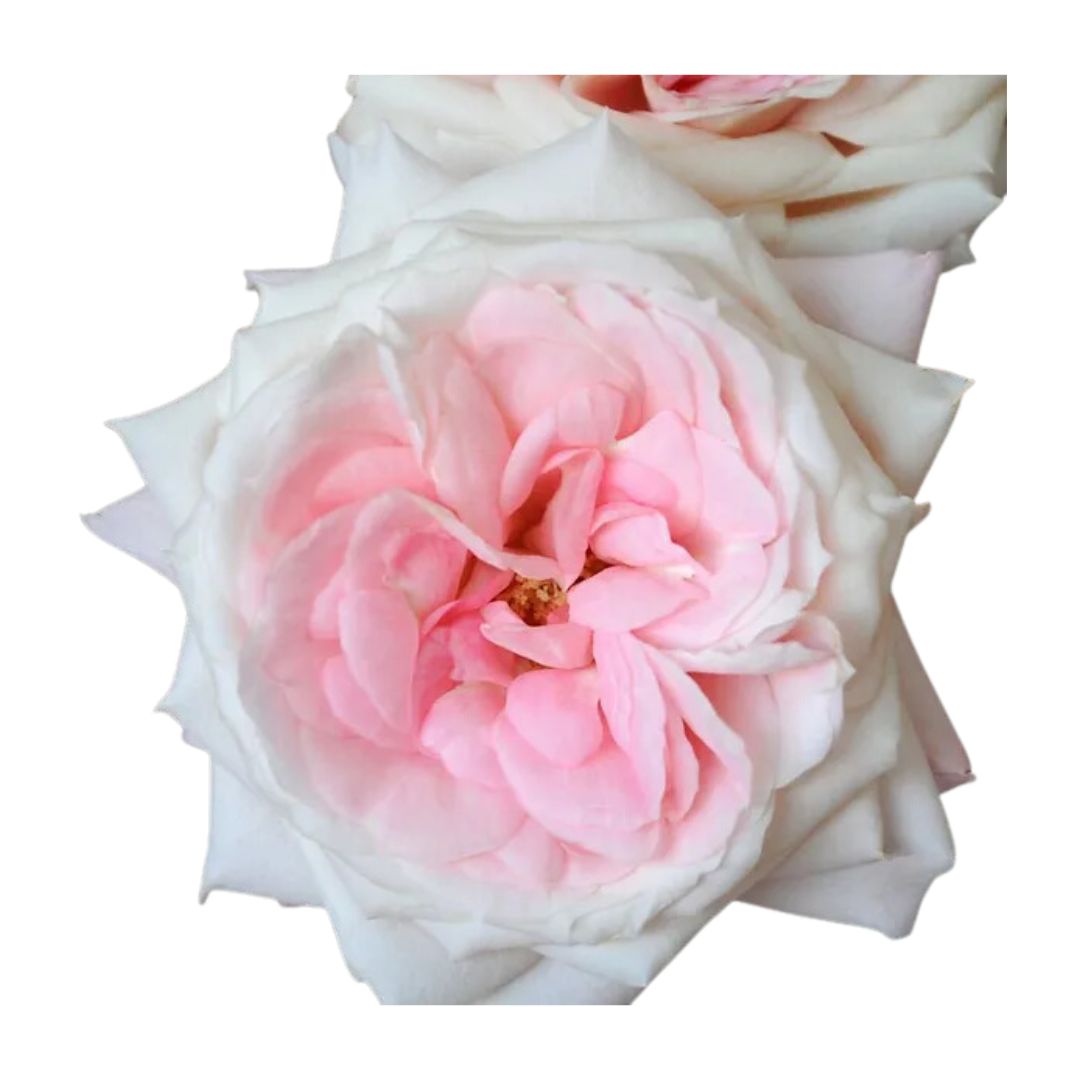 Garden Rose Mayra's Bridal