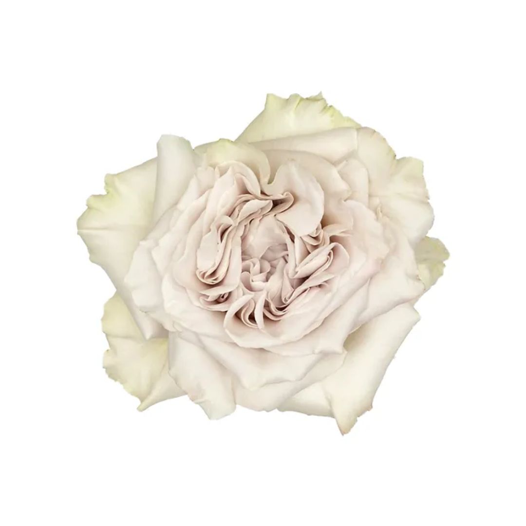 Garden Rose Westminster Abbey