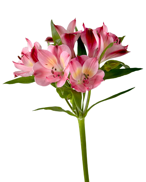 Alstroemeria