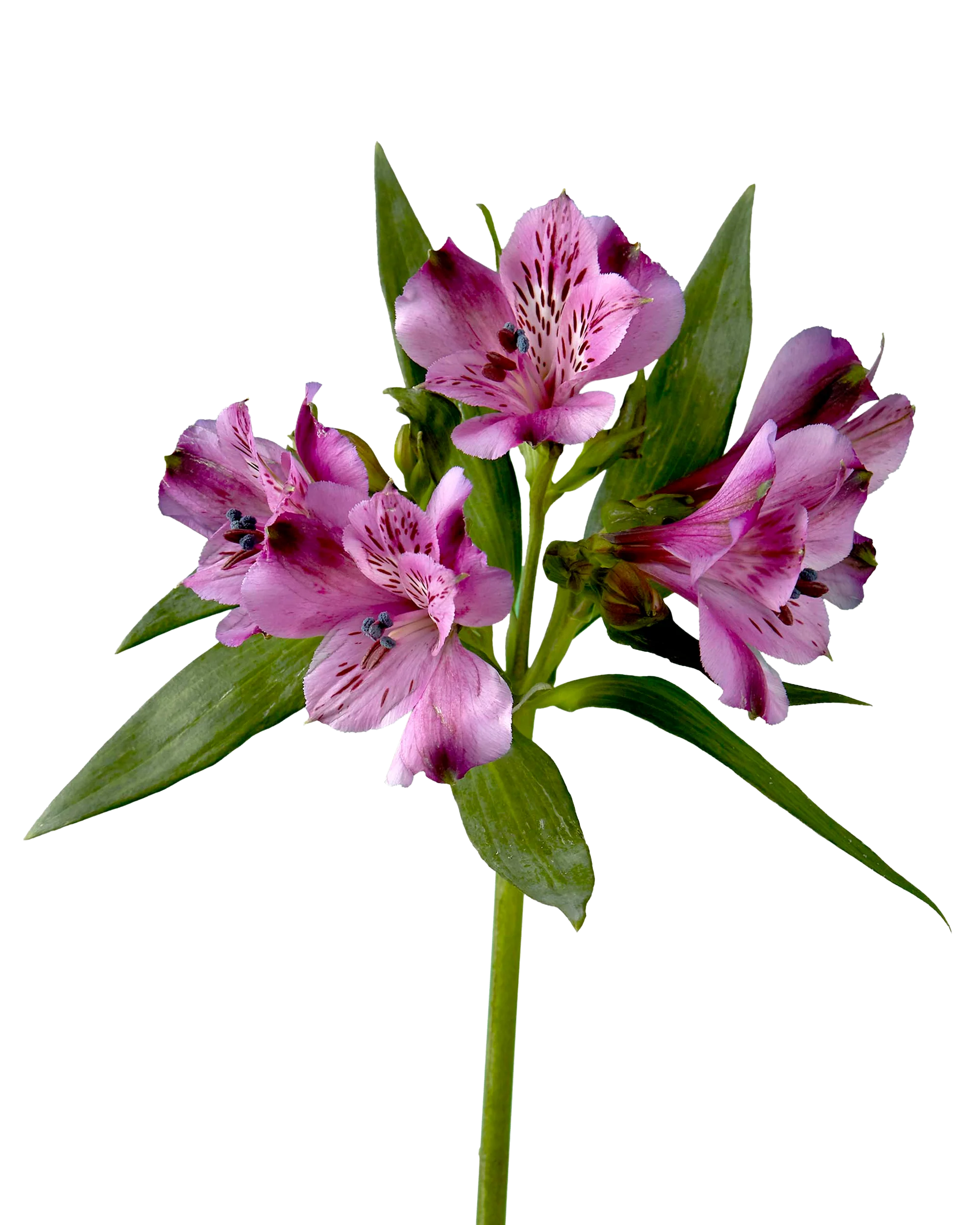 Alstroemeria