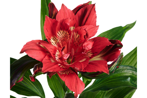 Alstroemeria