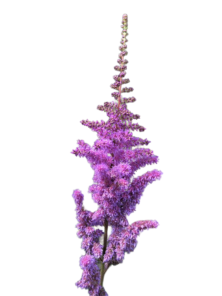 Astilbe