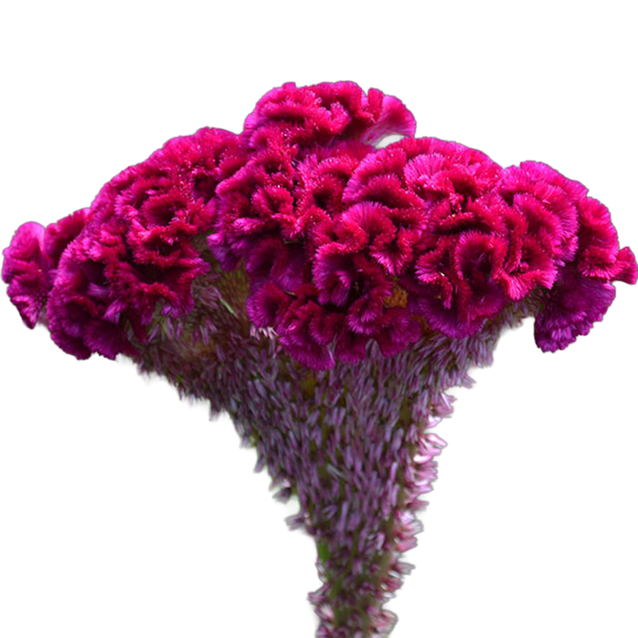 Celosia