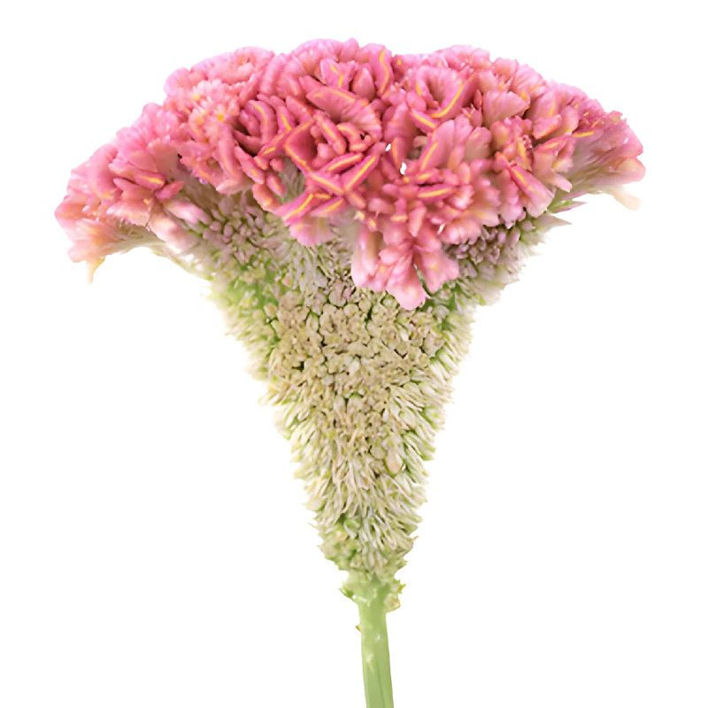 Celosia