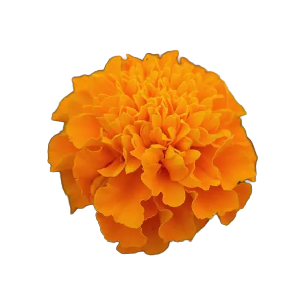 Marigold