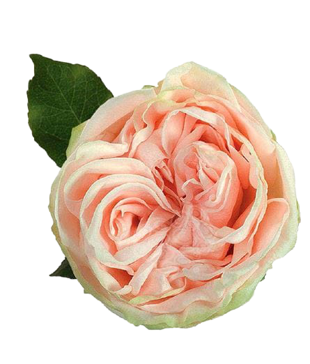 Garden Rose Wedding Spirit