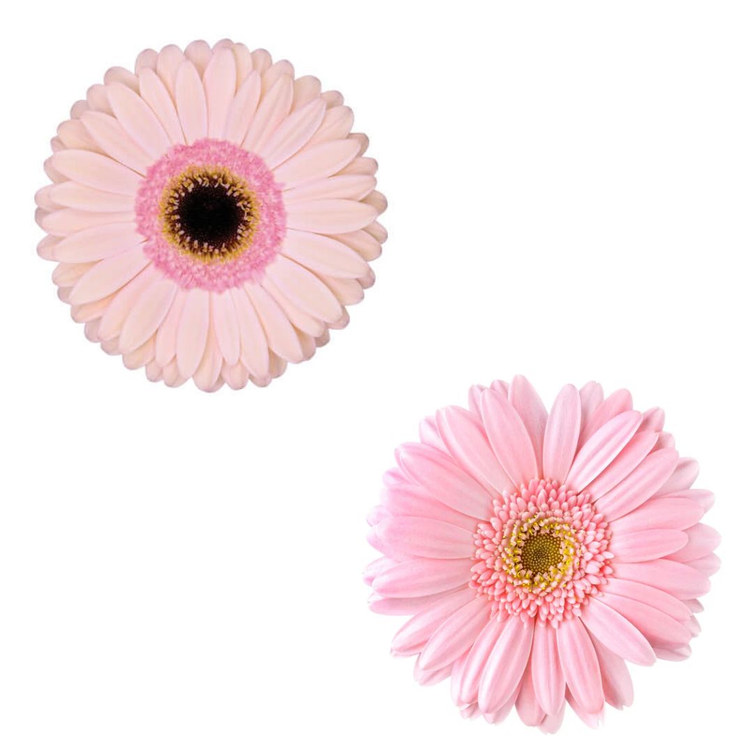 Gerbera