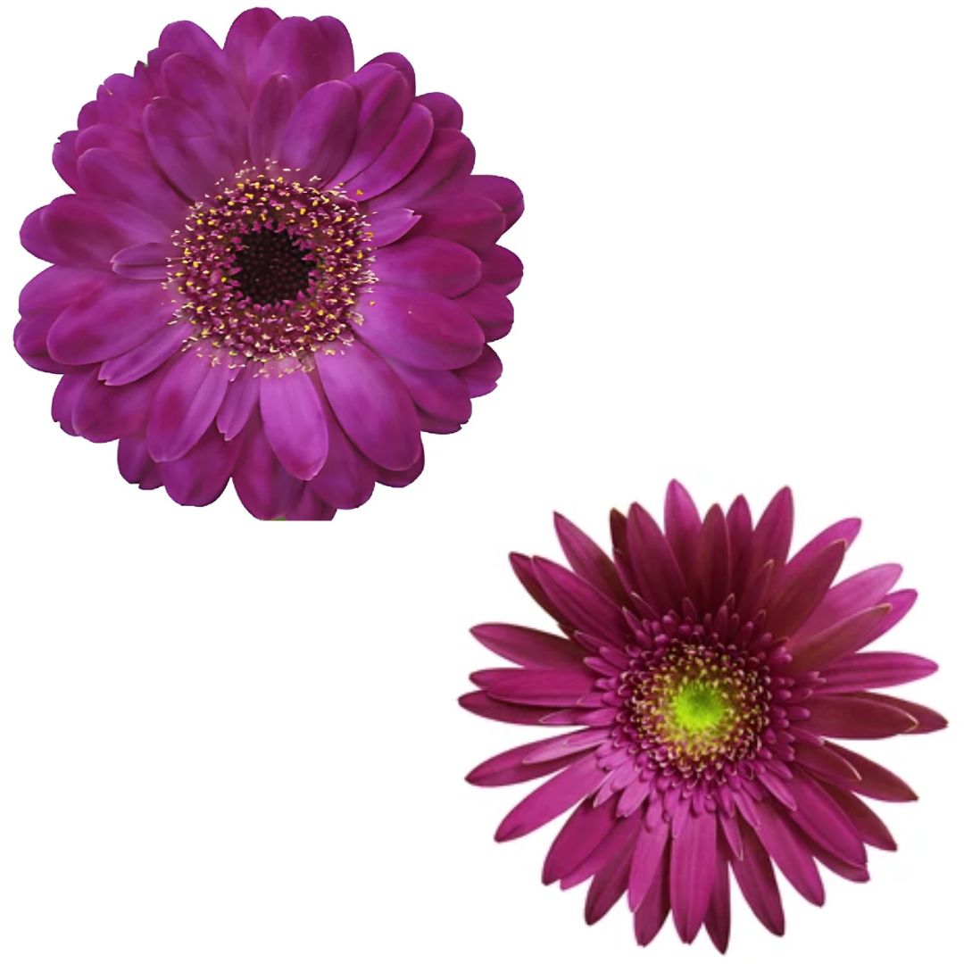 Gerbera