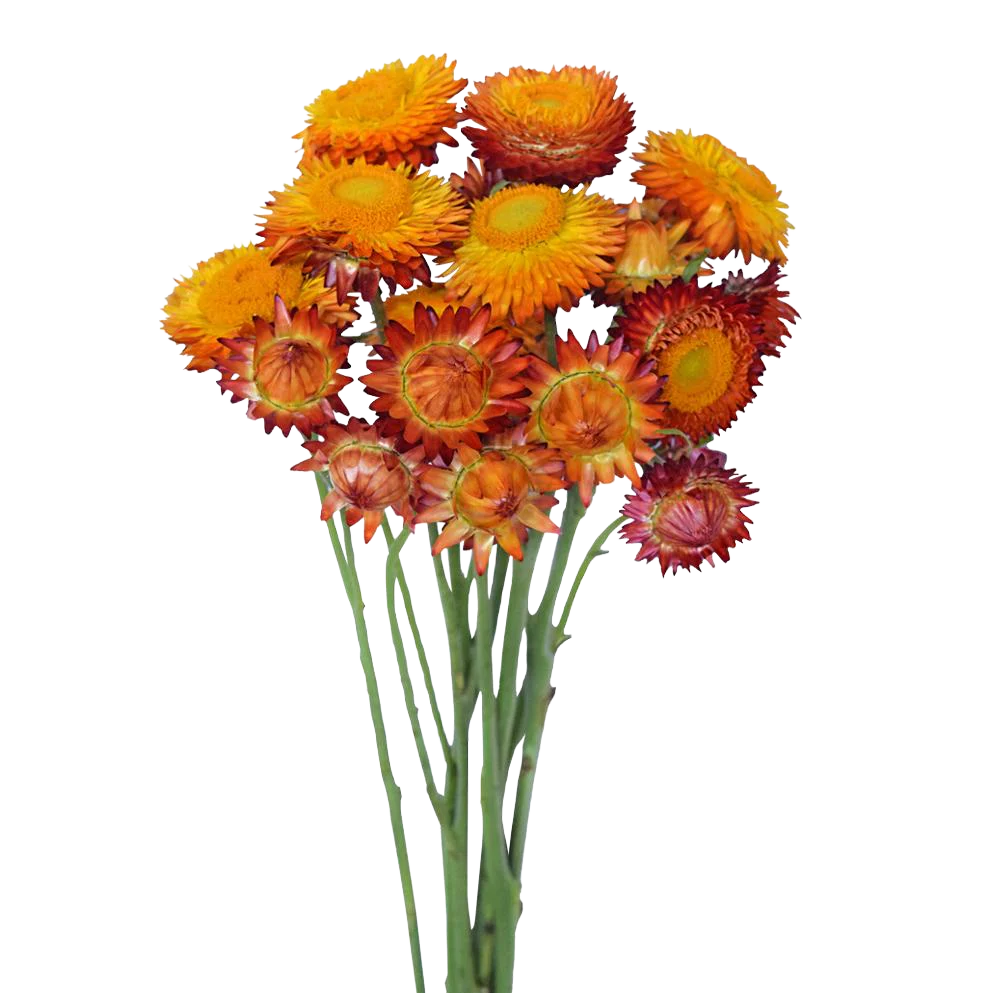 Strawflower
