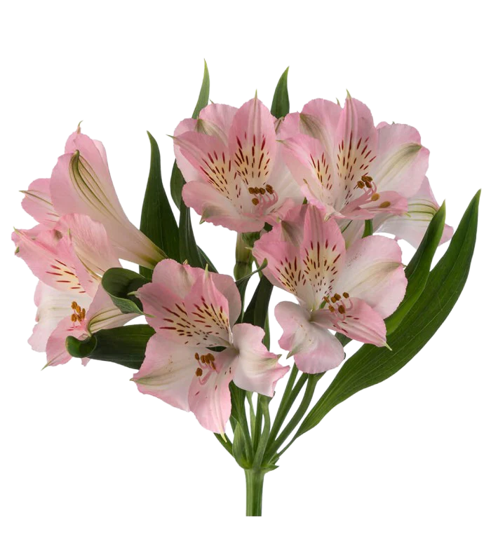 Alstroemeria