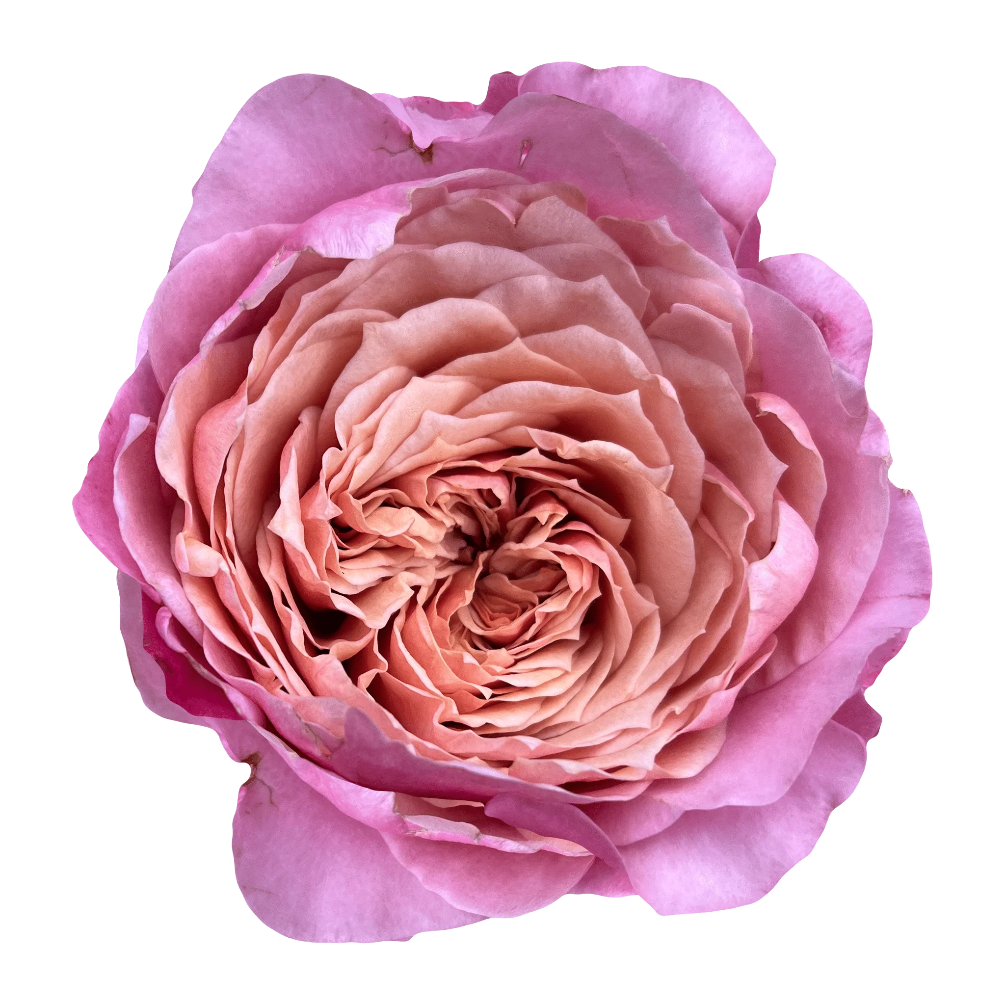 Garden Rose Wabara Miyabi