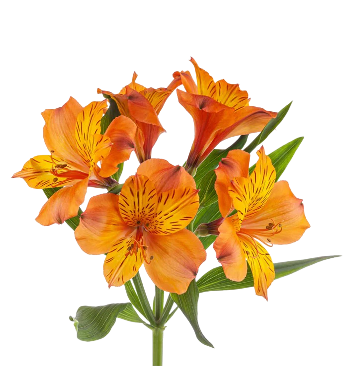 Alstroemeria