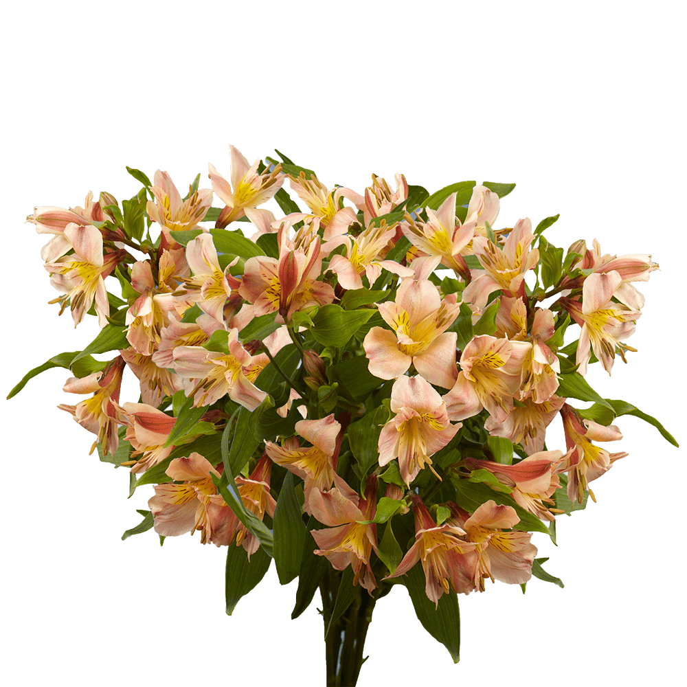 Alstroemeria