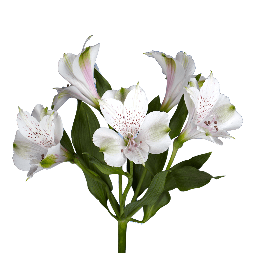 Alstroemeria