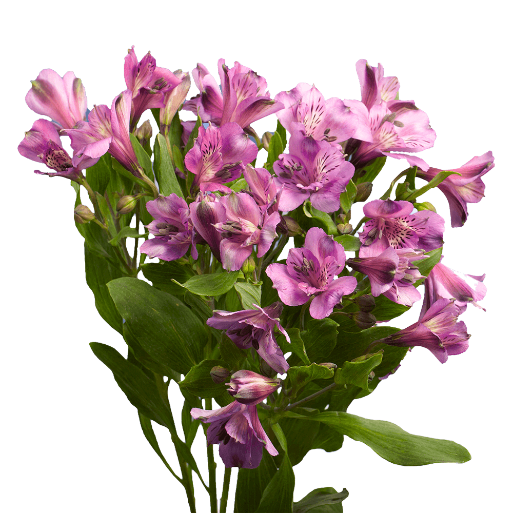 Alstroemeria