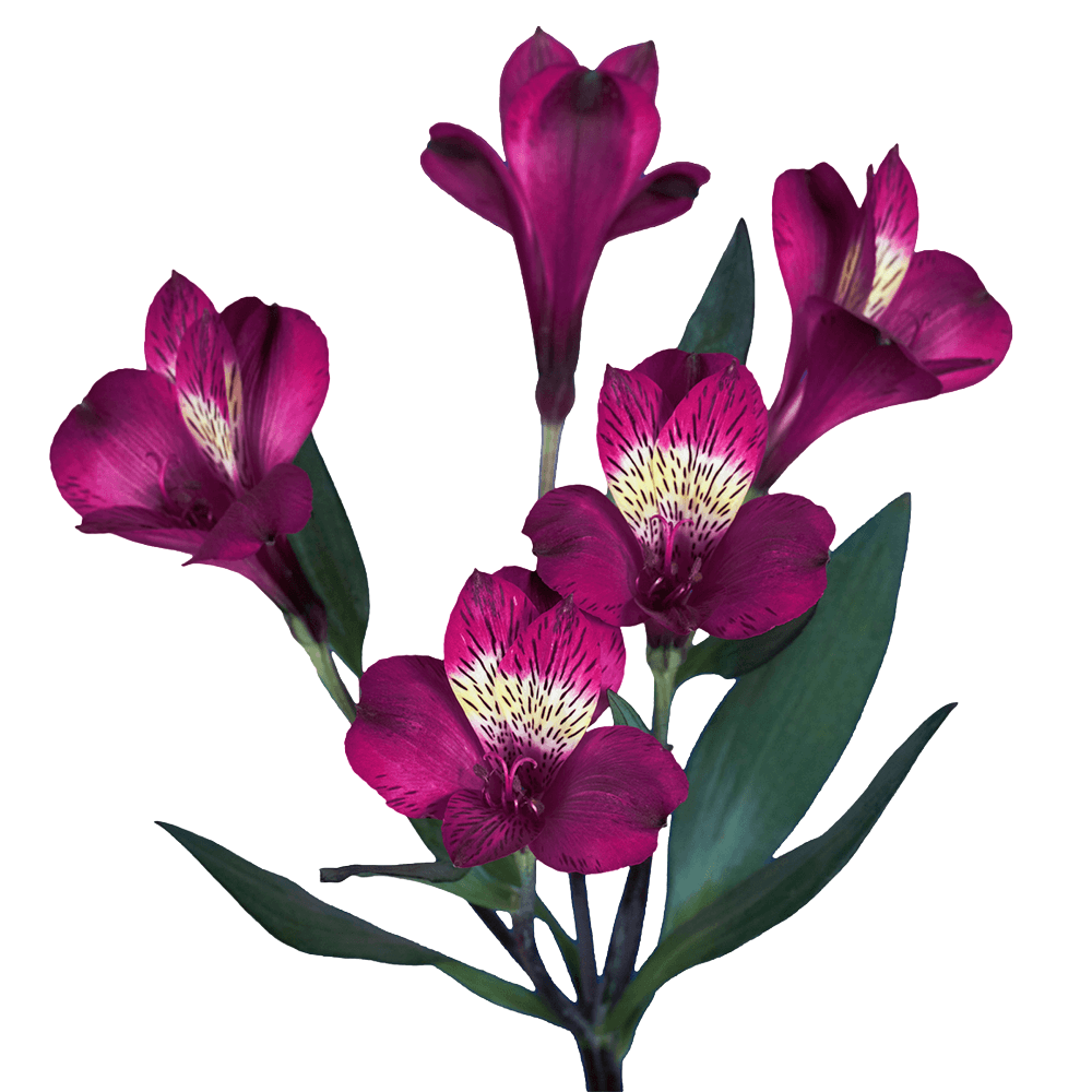 Alstroemeria