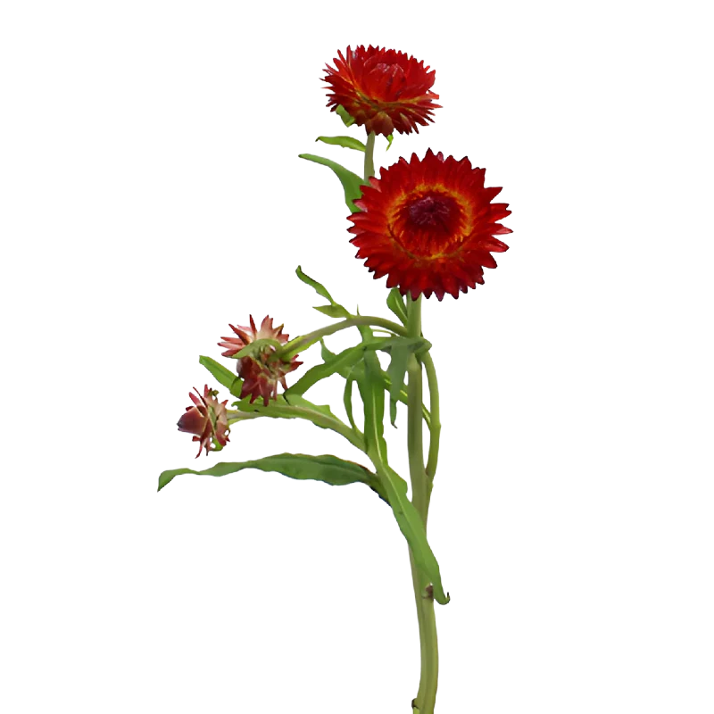 Strawflower